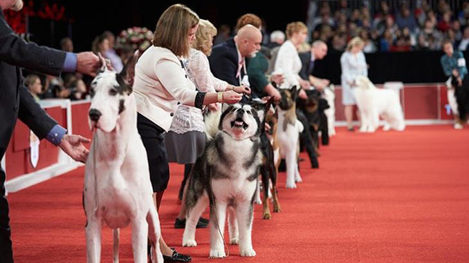 The Great American Dog Show