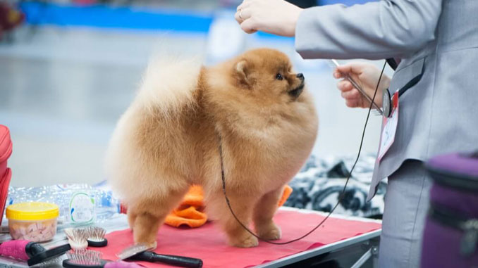 The Great American Dog Show