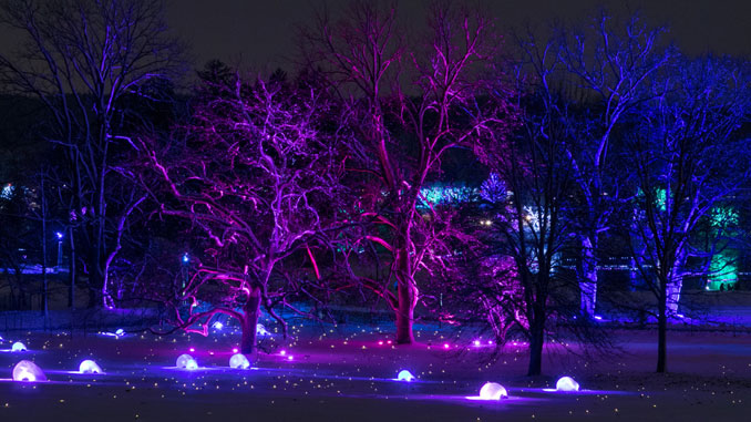 Illumination: Tree Lights