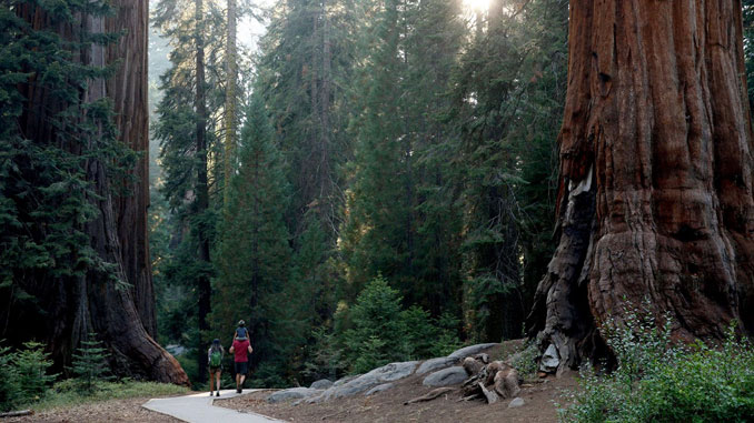 Sequoia National Park