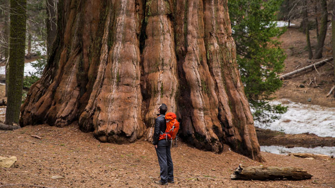 Sequoia National Park