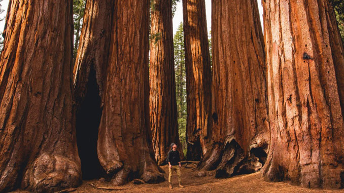 Sequoia National Park