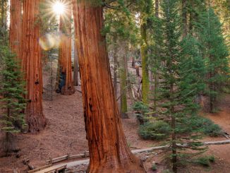 Sequoia National Park