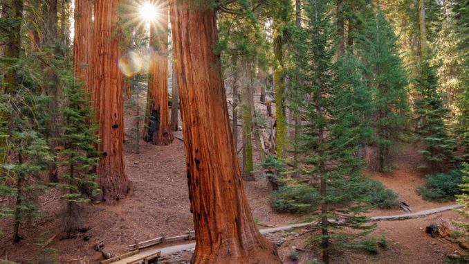 Sequoia National Park