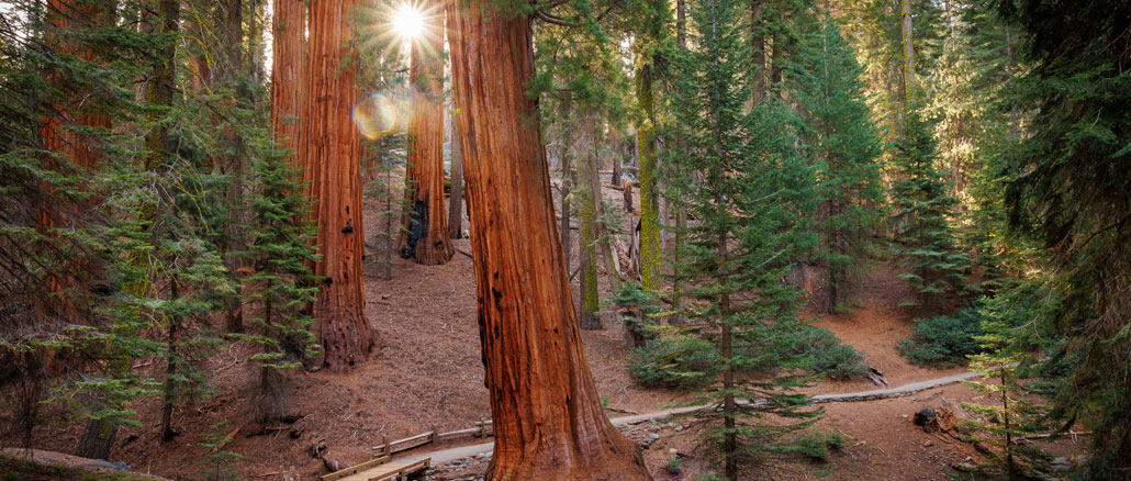 Sequoia National Park