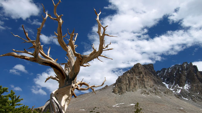 Great Basin National Park