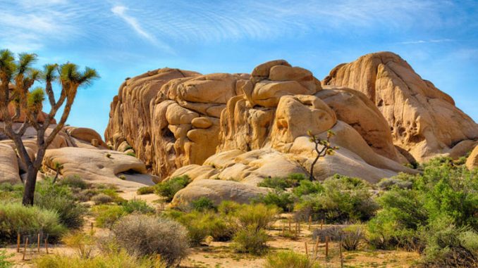 Joshua Tree National Park