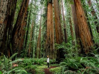 Redwood National Park