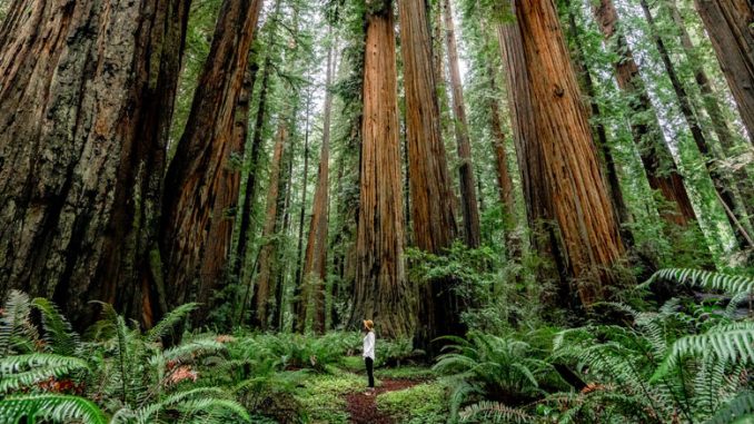 Redwood National Park