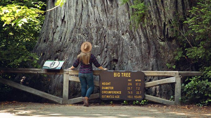 Redwood National Park