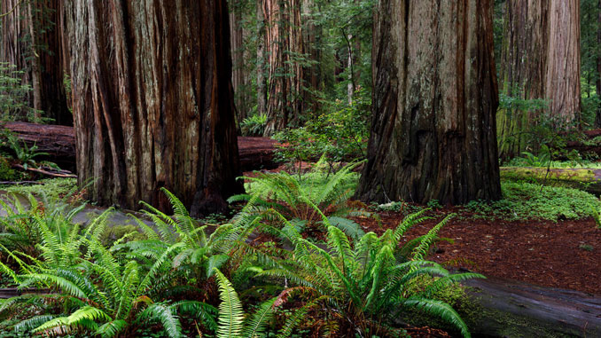 Redwood National Park