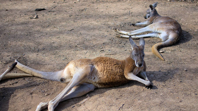 Kentucky Down Under Adventure Zoo,