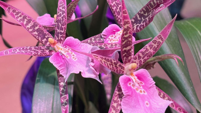 The Orchid Show: India Blooms