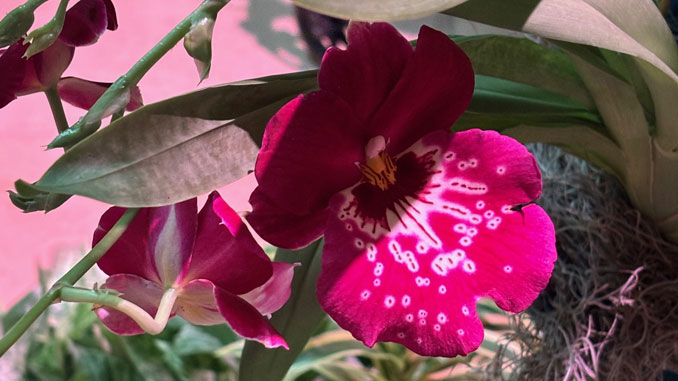 The Orchid Show: India Blooms