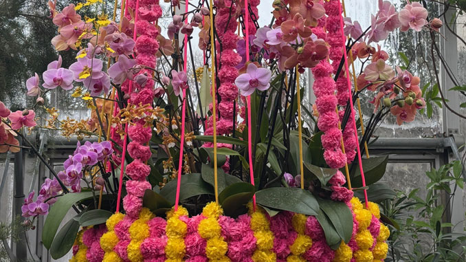 The Orchid Show: India Blooms