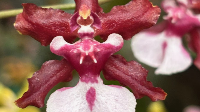 The Orchid Show: India Blooms