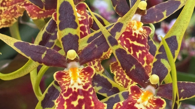 The Orchid Show: India Blooms