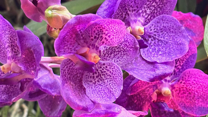 The Orchid Show: India Blooms