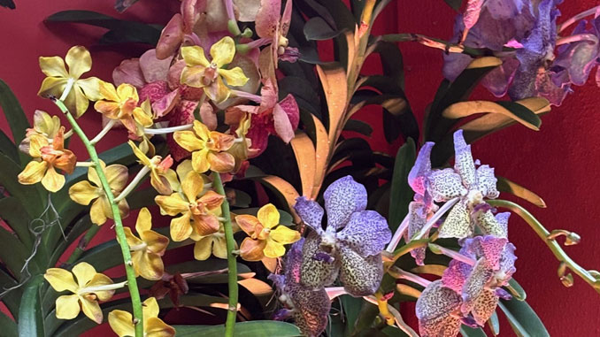 The Orchid Show: India Blooms