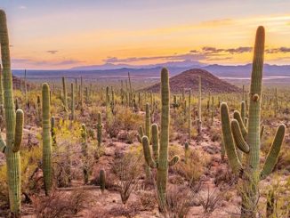 Saguaro National Park