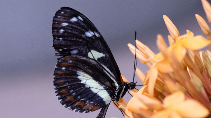 Peggy Notebaert Nature Museum