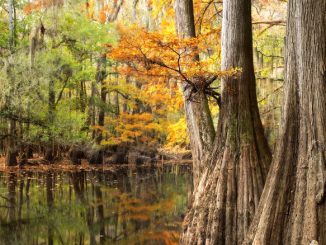 Congaree National Park