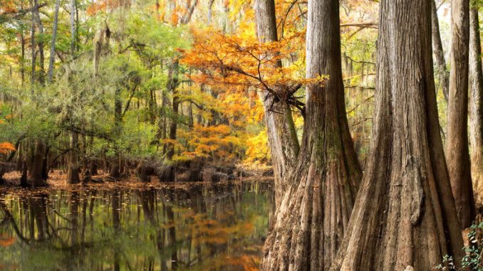 Congaree National Park
