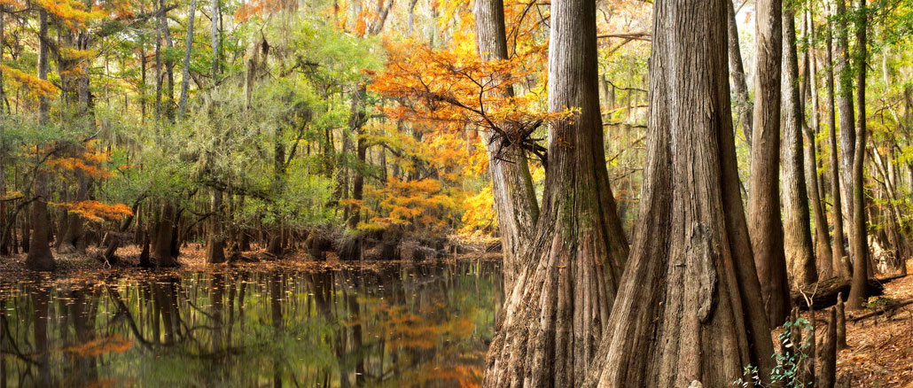 Congaree National Park