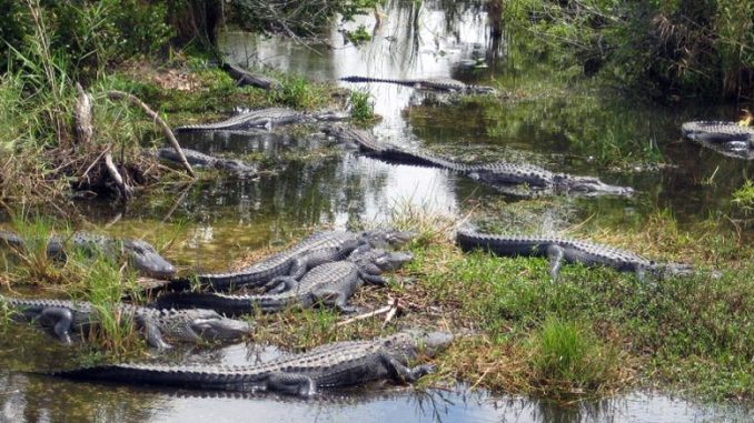 Everglades National Park