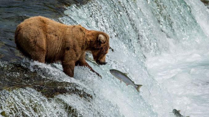 Katmai National Park