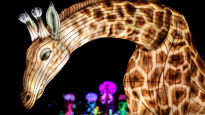 Glow Wild в Brookfield Zoo Chicago: A Lantern Festival of Hope