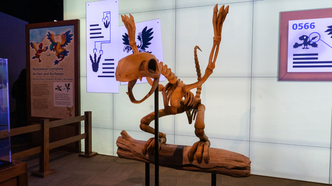 Pokémon Fossil Museum